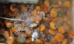 海鲜加工爆料方法图解视频,揭秘海鲜加工爆料方法全流程